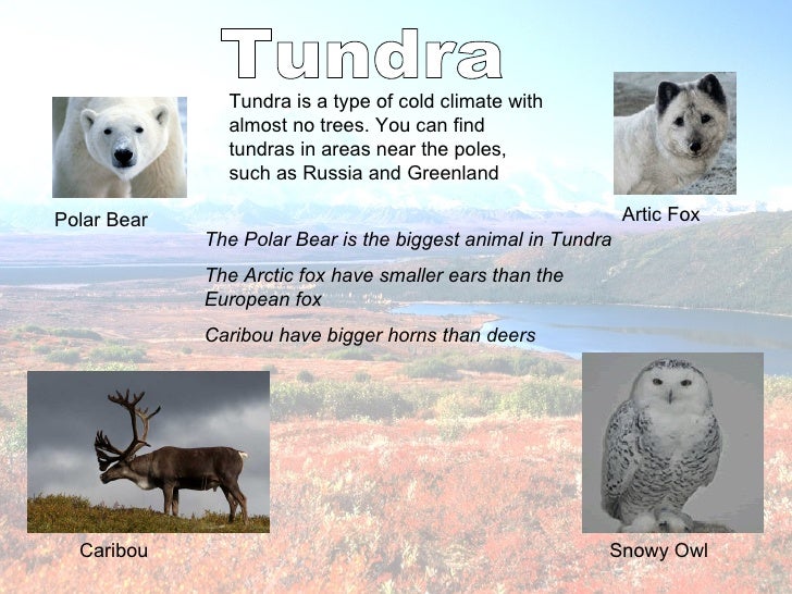 Tundra presentation unit 9