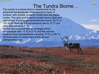 The Tundra Biome… The tundra is a biome that is caracterized by his extremed temperatures. there are three tipes of tundras: artic tundra, antarctic tundra and the alpine tundra. The artic and antarctic tundra have a dark and cold winter, it´s average tamperatures round -50 ºC to -28 ºC on Summer the temperature rise to 12 ºC but often decreases to 3 ºC. On the alpine tundra has an average winter temperature with  -3 ºC to 0 ºC and the warmer seasons have temperatures rounding 10 ºC to 50 ºC. All three tipes of tundra have a low annual precepitation rate. 