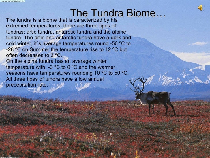 Tundra biome