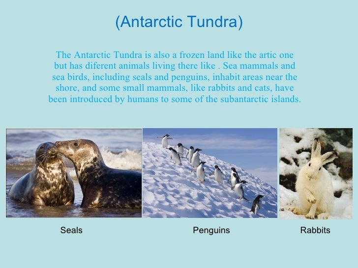 Arctic tundra essay
