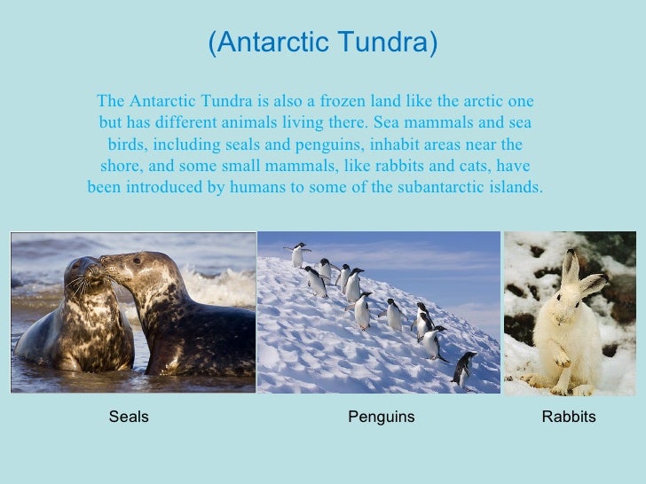 tundra biome