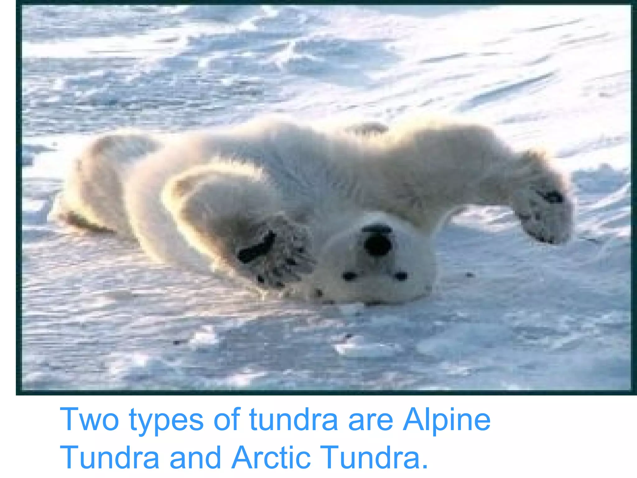 Two   types of tundra are Alpine Tundra and Arctic Tundra. 