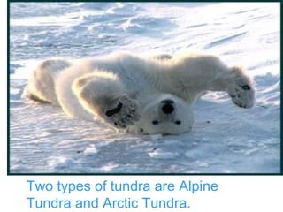 Two   types of tundra are Alpine Tundra and Arctic Tundra. 
