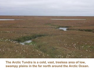 The Arctic Tundra is a cold, vast, treeless area of low, swampy plains in the far north around the Arctic Ocean. 