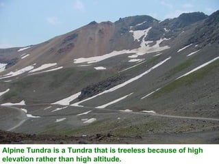 Alpine Tundra is a Tundra that is treeless because of high elevation rather than high altitude. 