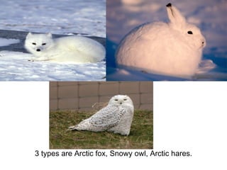 3 types are Arctic fox, Snowy owl, Arctic hares. 