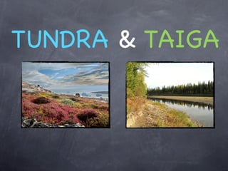 TUNDRA & TAIGA
 