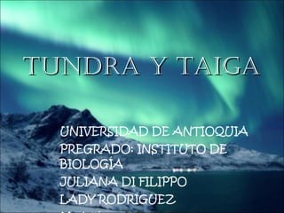 TUNDRA Y TAIGA UNIVERSIDAD DE ANTIOQUIA PREGRADO: INSTITUTO DE BIOLOGÍA JULIANA DI FILIPPO LADY RODRIGUEZ Medellín 2010 