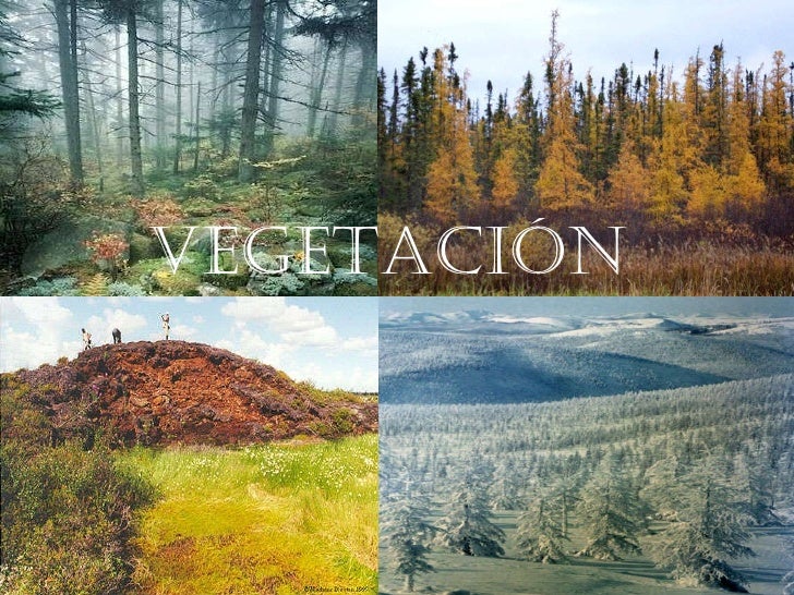 Tundra y taiga