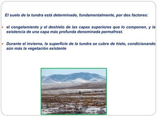 El suelo de la tundra está determinado, fundamentalmente, por dos factores:
 el congelamiento y el deshielo de las capas superiores que lo componen, y la
existencia de una capa más profunda denominada permafrost.
 Durante el invierno, la superficie de la tundra se cubre de hielo, condicionando
aún más la vegetación existente
 