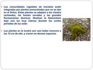 Las comunidades vegetales de montaña están
integradas por plantas enmarañadas que no se dan
en el Ártico. Estas plantas se adaptan a los vientos
racheados, las fuertes nevadas y las grandes
fluctuaciones térmicas. Realizan la fotosíntesis
bajo una luz muy intensa durante los cortos
periodos de luz solar.
 Las plantas en la tundra son casi todas menores a
los 12 cm de alto, y crecen en densos espacios.
 