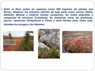  Entre la flora, pobre en especies (unas 400 especies de plantas con
flores), destacan los arbustos leñosos de bajo porte como sauces (Salix),
abedules (Betula) y enebros enanos (Juniperus), las matas pequeñas y
compactas de ericaceas (Loiseluria), las herbáceas como las gramíneas,
juncos, ciperaceas (Eriophorum y Carex) y otras hierbas pero, sobre todo,
abundan los musgos y los líquenes.
 