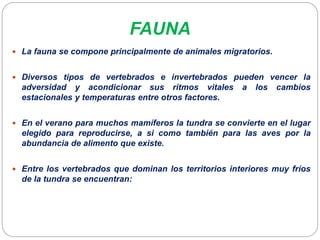 FAUNA
 La fauna se compone principalmente de animales migratorios.
 Diversos tipos de vertebrados e invertebrados pueden vencer la
adversidad y acondicionar sus ritmos vitales a los cambios
estacionales y temperaturas entre otros factores.
 En el verano para muchos mamíferos la tundra se convierte en el lugar
elegido para reproducirse, a si como también para las aves por la
abundancia de alimento que existe.
 Entre los vertebrados que dominan los territorios interiores muy fríos
de la tundra se encuentran:
 