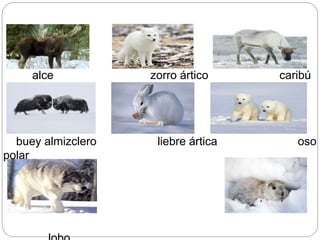 alce zorro ártico caribú
buey almizclero liebre ártica oso
polar
 