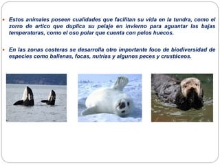  Estos animales poseen cualidades que facilitan su vida en la tundra, como el
zorro de artico que duplica su pelaje en invierno para aguantar las bajas
temperaturas, como el oso polar que cuenta con pelos huecos.
 En las zonas costeras se desarrolla otro importante foco de biodiversidad de
especies como ballenas, focas, nutrias y algunos peces y crustáceos.
 