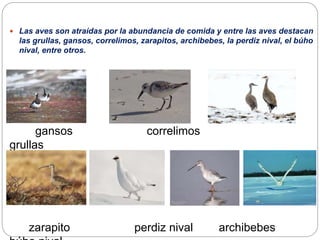  Las aves son atraídas por la abundancia de comida y entre las aves destacan
las grullas, gansos, correlimos, zarapitos, archibebes, la perdiz nival, el búho
nival, entre otros.
gansos correlimos
grullas
zarapito perdiz nival archibebes
 