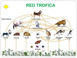 RED TROFICA
 