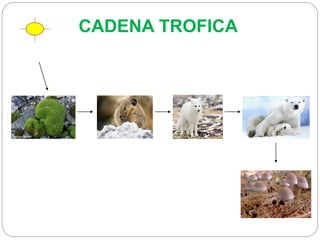 CADENA TROFICA
 