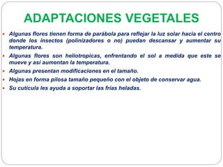 ADAPTACIONES VEGETALES
 Algunas flores tienen forma de parábola para reflejar la luz solar hacia el centro
donde los insectos (polinizadores o no) puedan descansar y aumentar su
temperatura.
 Algunas flores son heliotropicas, enfrentando el sol a medida que este se
mueve y así aumentan la temperatura.
 Algunas presentan modificaciones en el tamaño.
 Hojas en forma pilosa tamaño pequeño con el objeto de conservar agua.
 Su cutícula les ayuda a soportar las frías heladas.
 