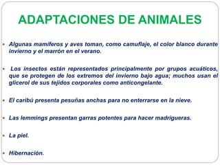 ADAPTACIONES DE ANIMALES
 Algunas mamíferos y aves toman, como camuflaje, el color blanco durante
invierno y el marrón en el verano.
 Los insectos están representados principalmente por grupos acuáticos,
que se protegen de los extremos del invierno bajo agua; muchos usan el
glicerol de sus tejidos corporales como anticongelante.
 El caribú presenta pesuñas anchas para no enterrarse en la nieve.
 Las lemmings presentan garras potentes para hacer madrigueras.
 La piel.
 Hibernación.
 