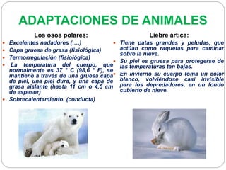 ADAPTACIONES DE ANIMALES
Los osos polares:
 Excelentes nadadores (….)
 Capa gruesa de grasa (fisiológica)
 Termorregulación (fisiológica)
 La temperatura del cuerpo, que
normalmente es 37 ° C (98,6 ° F), se
mantiene a través de una gruesa capa
de piel, una piel dura, y una capa de
grasa aislante (hasta 11 cm o 4,5 cm
de espesor)
 Sobrecalentamiento. (conducta)
Liebre ártica:
 Tiene patas grandes y peludas, que
actúan como raquetas para caminar
sobre la nieve.
 Su piel es gruesa para protegerse de
las temperaturas tan bajas.
 En invierno su cuerpo toma un color
blanco, volviéndose casi invisible
para los depredadores, en un fondo
cubierto de nieve.
 