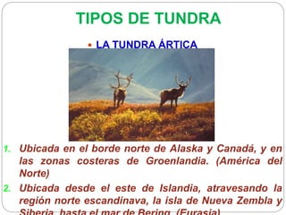TIPOS DE TUNDRA
 LA TUNDRA ÁRTICA
1. Ubicada en el borde norte de Alaska y Canadá, y en
las zonas costeras de Groenlandia. (América del
Norte)
2. Ubicada desde el este de Islandia, atravesando la
región norte escandinava, la isla de Nueva Zembla y
 
