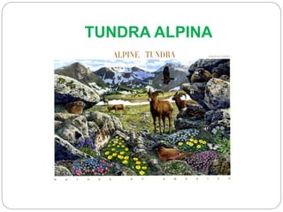 TUNDRA ALPINA
 