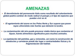 AMENAZAS
 El derretimiento del permanente hielo como resultado del calentamiento
global podría cambiar de modo radical el paisaje y el tipo de especies que
puedan vivir en él.
 El agotamiento del ozono en los Polos Norte y Sur supone que pasen
rayos ultravioleta más fuertes que dañarán la tundra.
 La contaminación del aire puede provocar niebla tóxica que contamine el
liquen, fuente alimenticia significativa para muchos animales.
 La explotación del petróleo, gas y minerales, así como la construcción de
oleoductos y carreteras puede dar lugar a contrariedades físicas y la
fragmentación del habitat.
 