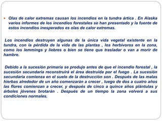  Olas de calor extremas causan los incendios en la tundra ártica . En Alaska
varios informes de los incendios forestales se han presentado y la fuente de
estos incendios inesperados es olas de calor extremas.
Los incendios destruyen algunas de la única vida vegetal existente en la
tundra, con la pérdida de la vida de las plantas , los herbívoros en la zona,
como los lemmings y liebres o bien se tiene que trasladar o van a morir de
hambre.
Debido a la sucesión primaria se produjo antes de que el incendio forestal , la
sucesión secundaria reconstruirá el área destruida por el fuego . La sucesión
secundaria comienza en el suelo de la destrucción son . Después de las malas
hierbas alrededor de un año comenzarán a crecer , luego de dos a cuatro años
las flores comienzan a crecer, y después de cinco a quince años plántulas y
árboles jóvenes brotarán . Después de un tiempo la zona volverá a sus
condiciones normales.
 