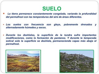 SUELO
 La tierra permanece constantemente congelada, variando la profundidad
del permafrost con las temperaturas del aire de áreas diferentes.
 Los suelos con frecuencia son gleys, pobremente drenados y
alternadamente húmedos y secos.
 Durante los deshielos, la superficie de la tundra sufre importantes
modificaciones, como la formación de pantanos. Y durante la temporada
estival solo la superficie se deshiela, permaneciendo capas más abajo el
permafrost.
 
