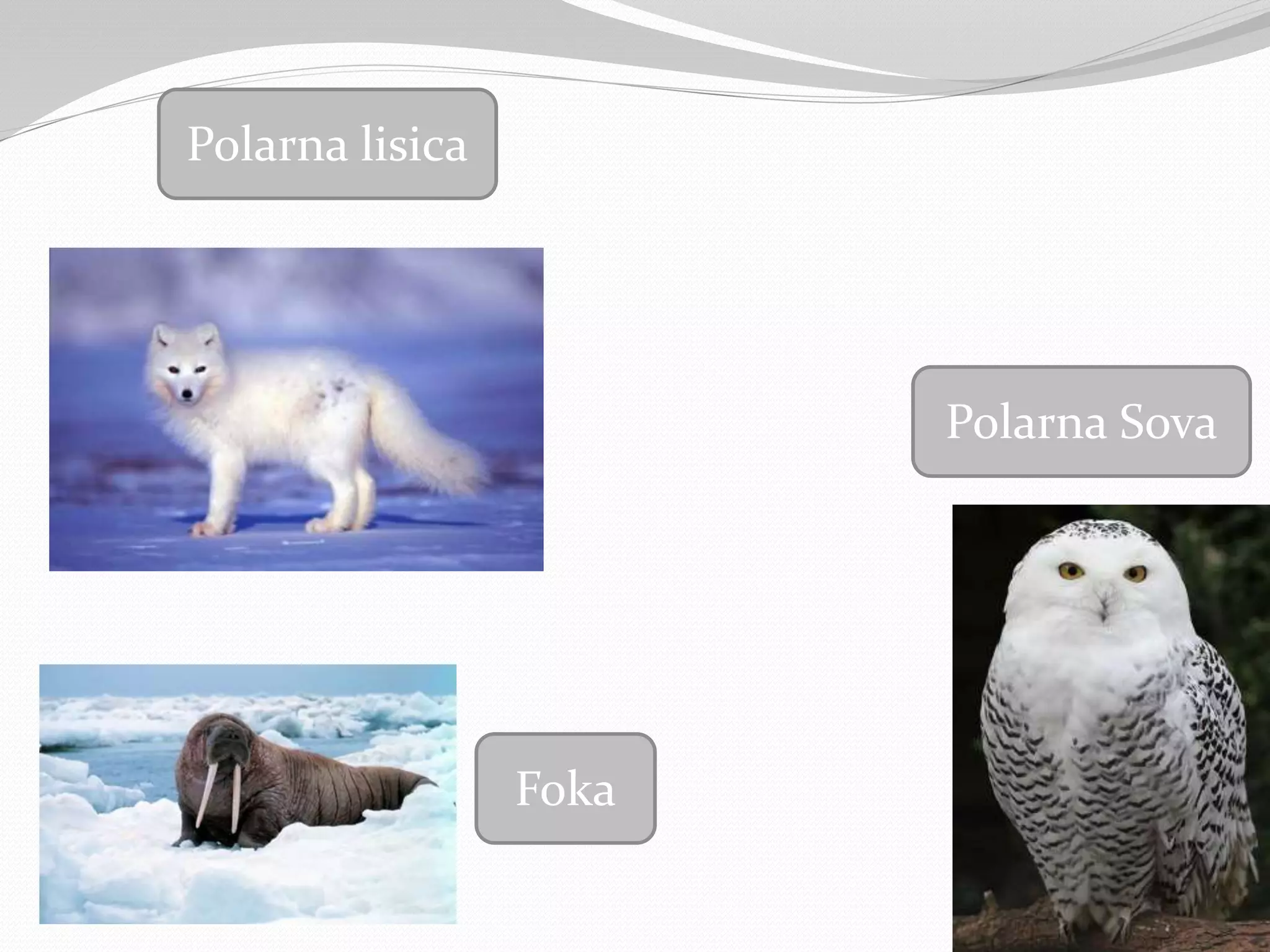Polarna lisica
Foka
Polarna Sova
 