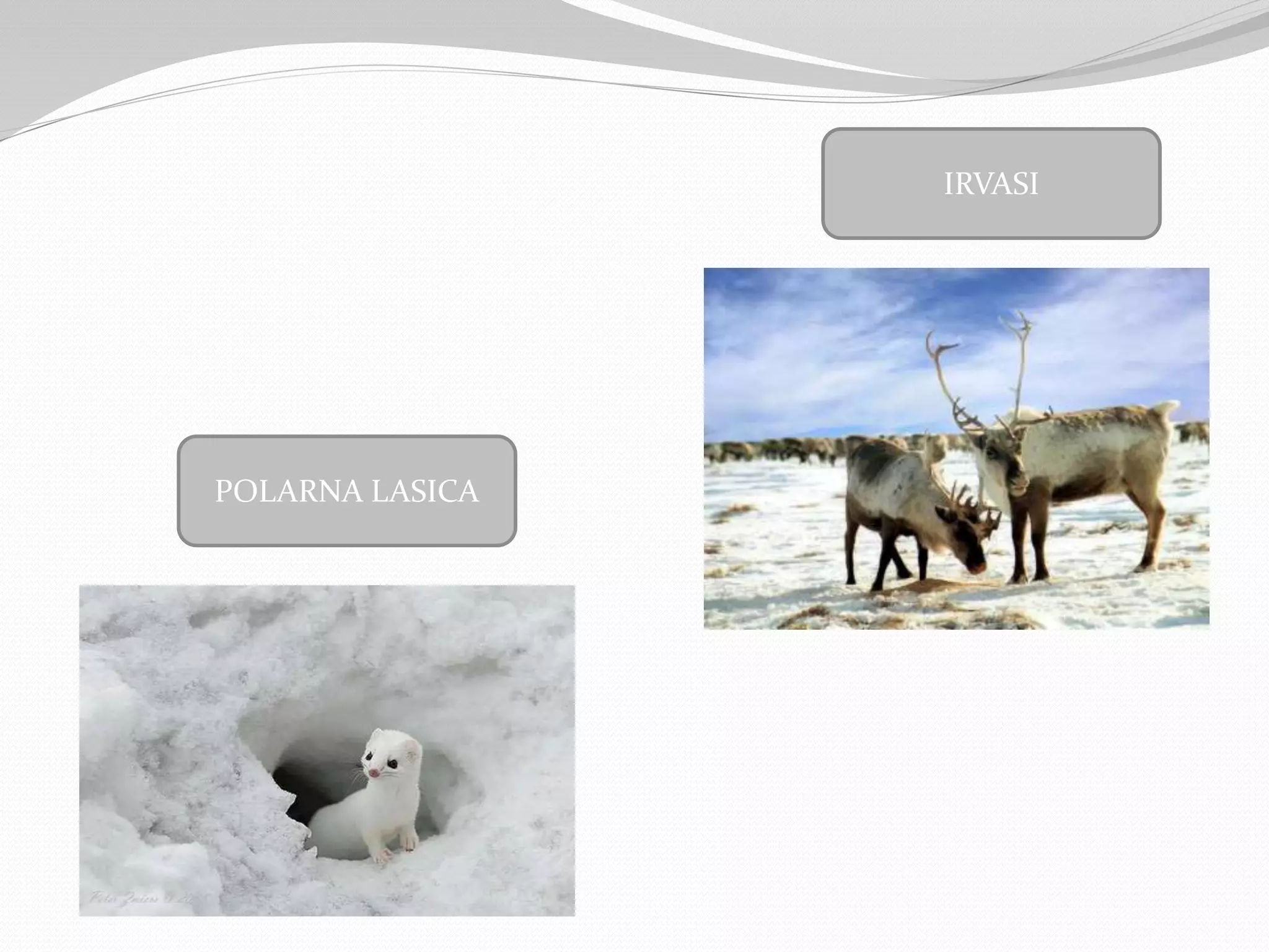 POLARNA LASICA
IRVASI
 