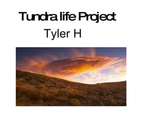 Tundra life Project Tyler H 