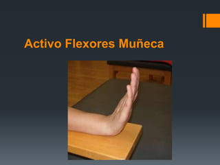 Activo Flexores Muñeca
 