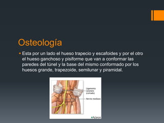Osteología
 Esta por un lado el hueso trapecio y escafoides y por el otro
  el hueso ganchoso y pisiforme que van a conformar las
  paredes del túnel y la base del mismo conformado por los
  huesos grande, trapezoide, semilunar y piramidal.
 