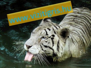 www.vizitigris.hu 