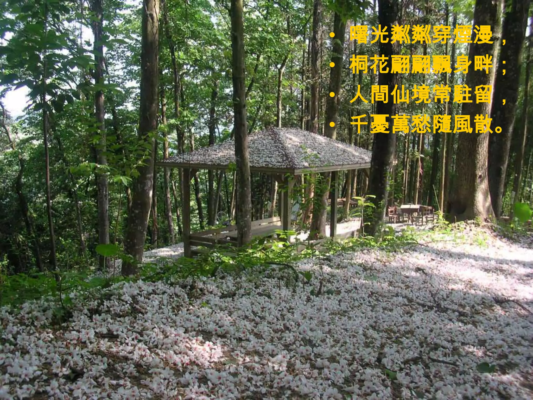 •   曙光粼粼穿煙漫，
•   桐花翩翩飄身畔；
•   人間仙境常駐留，
•   千憂萬愁隨風散。
 