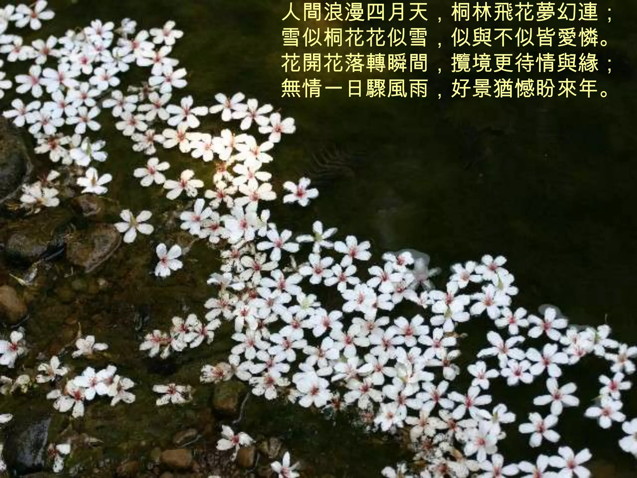 人間浪漫四月天，桐林飛花夢幻連；
雪似桐花花似雪，似與不似皆愛憐。
花開花落轉瞬間，攬境更待情與緣；
無情一日驟風雨，好景猶憾盼來年。
 