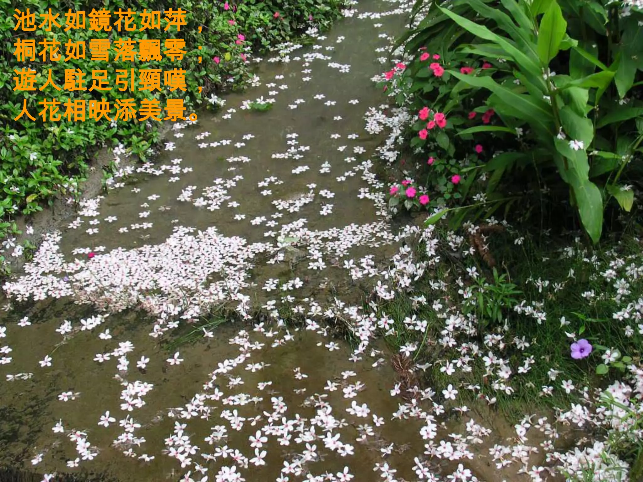 池水如鏡花如萍，
桐花如雪落飄零；
遊人駐足引頸嘆，
人花相映添美景。
 