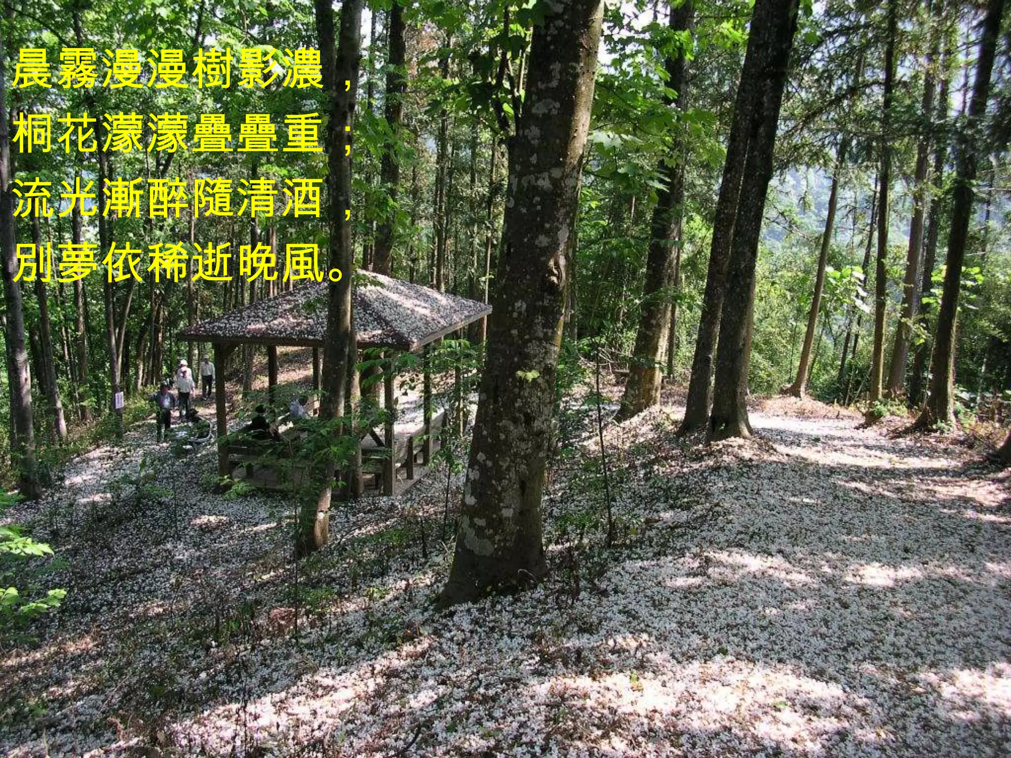 晨霧漫漫樹影濃，
桐花濛濛疊疊重；
流光漸醉隨清酒，
別夢依稀逝晚風。
 