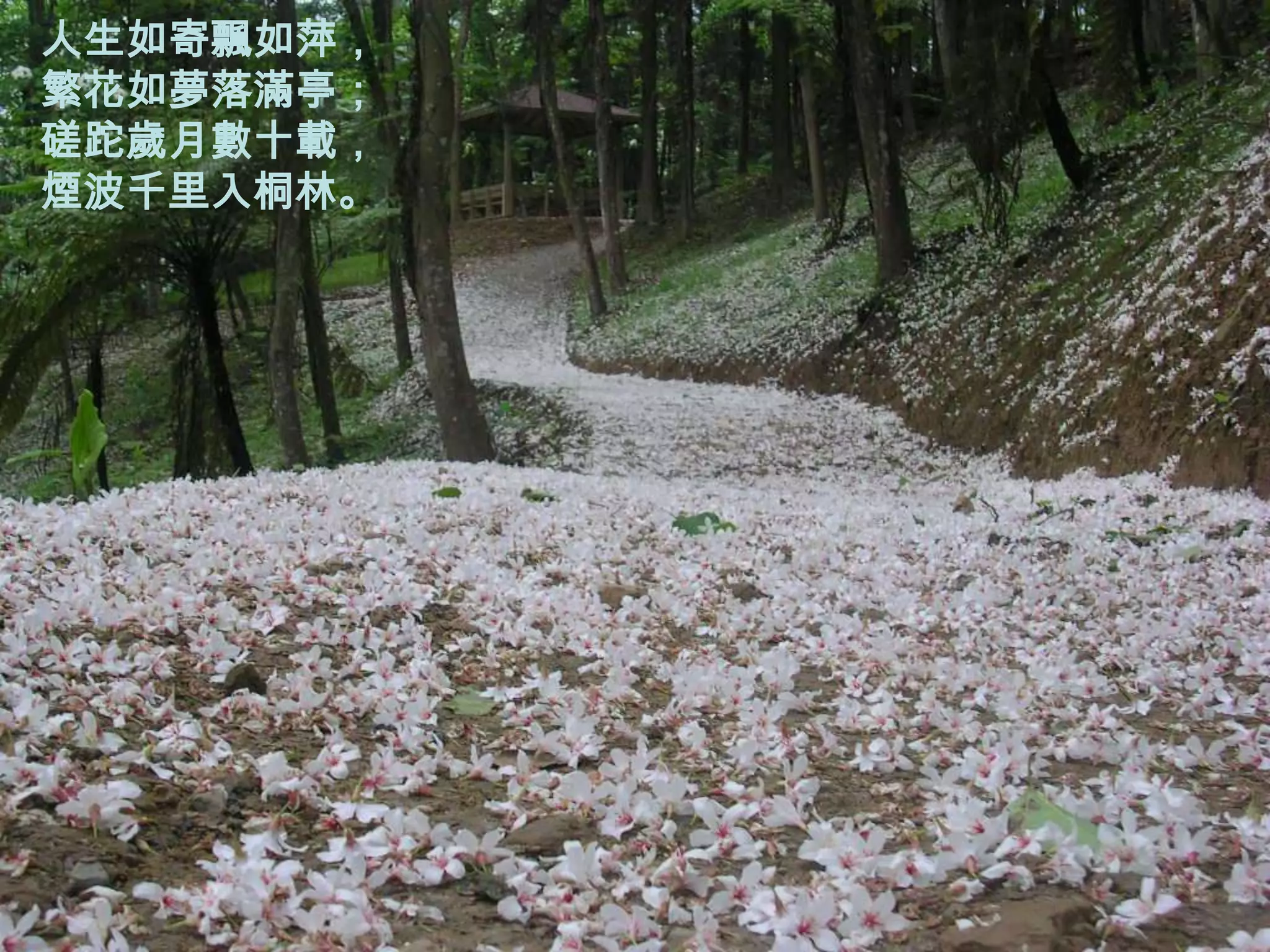 人生如寄飄如萍，
繁花如夢落滿亭；
磋跎歲月數十載，
煙波千里入桐林。
 