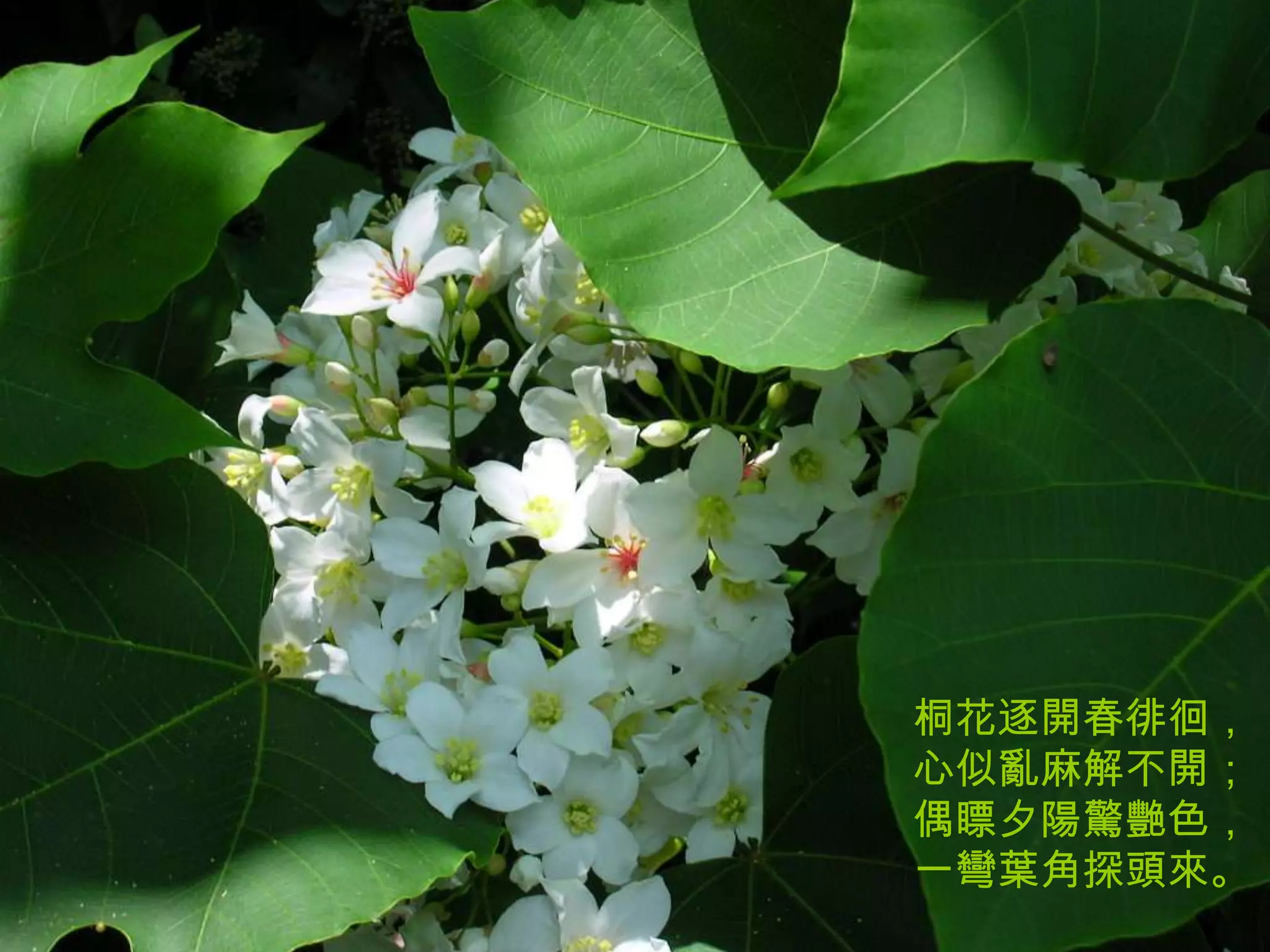 桐花逐開春徘徊，
心似亂麻解不開；
偶瞟夕陽驚艷色，
一彎葉角探頭來。
 