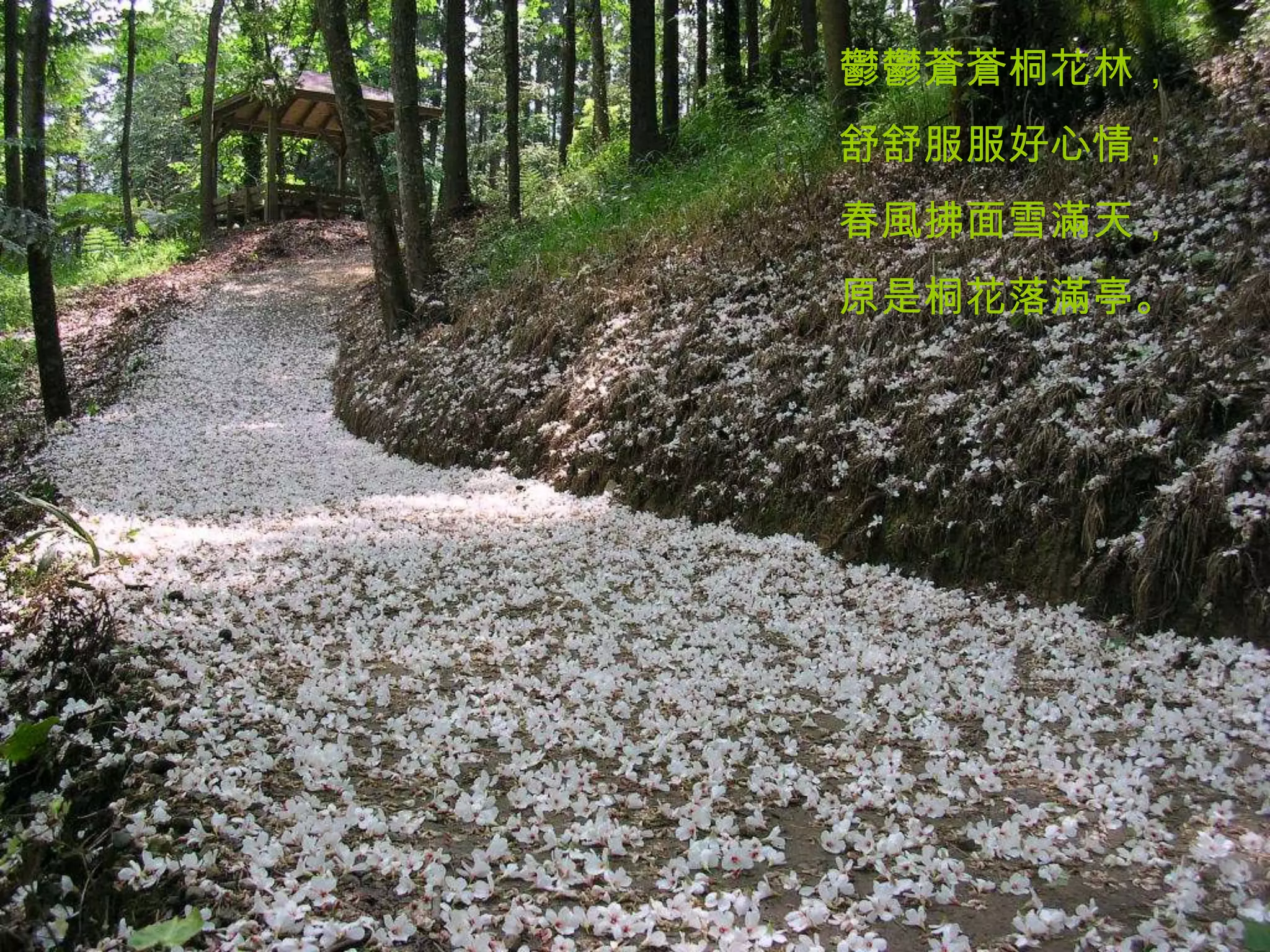 鬱鬱蒼蒼桐花林，
舒舒服服好心情；
春風拂面雪滿天，
原是桐花落滿亭。
 
