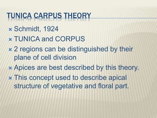 TUNICA CARPUS THEORY
 Schmidt, 1924
 TUNICA and CORPUS
 2 regions can be distinguished by their
plane of cell division
 Apices are best described by this theory.
 This concept used to describe apical
structure of vegetative and floral part.
 
