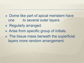  Dome like part of apical meristem have
one to several outer layers.
 Regularly arranged.
 Arise from specific group of initials.
 The tissue mass beneath the superficial
layers more random arrangement.
 