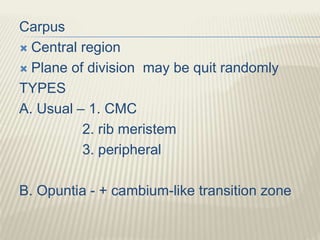 Carpus
 Central region
 Plane of division may be quit randomly
TYPES
A. Usual – 1. CMC
2. rib meristem
3. peripheral
B. Opuntia - + cambium-like transition zone
 
