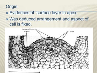 Origin
 Evidences of surface layer in apex.
 Was deduced arrangement and aspect of
cell is fixed.
 