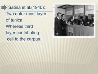 Satina et al.(1940):
Two outer most layer
of tunica
Whereas third
layer contributing
cell to the carpus
 