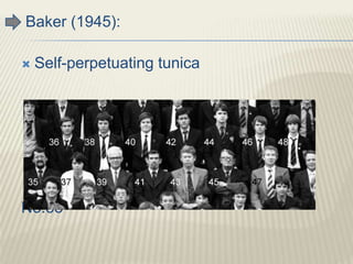 Baker (1945):
 Self-perpetuating tunica
No.38
 