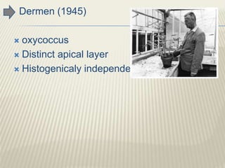 Dermen (1945)
 oxycoccus
 Distinct apical layer
 Histogenicaly independent
 